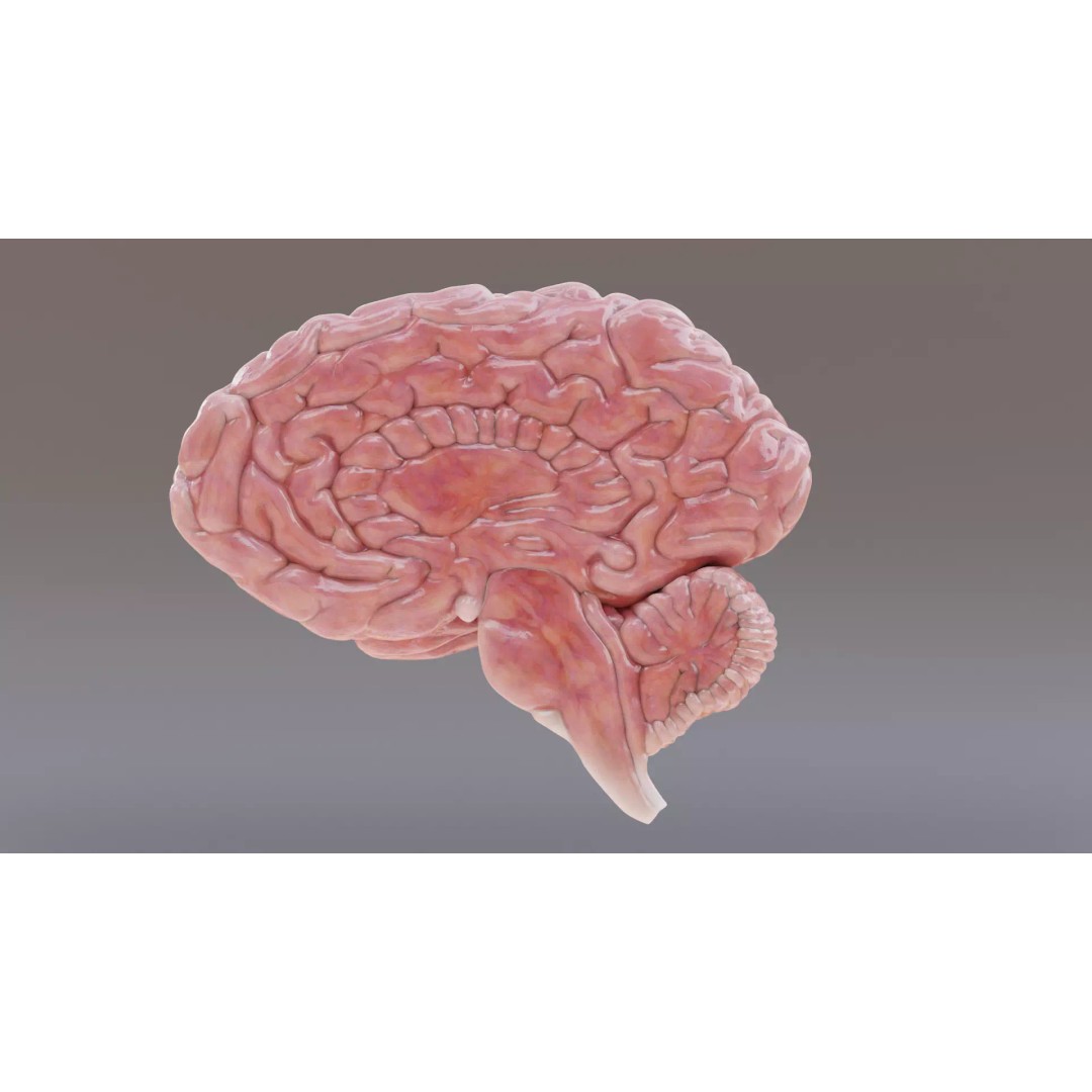 Realistic Human Brain 3D Model – Anatomical Full & Cross-Section Views, Blender - View 11