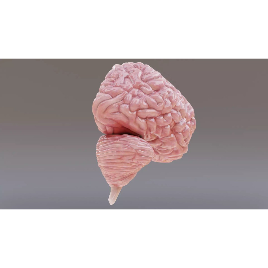 Realistic Human Brain 3D Model – Anatomical Full & Cross-Section Views, Blender - View 12