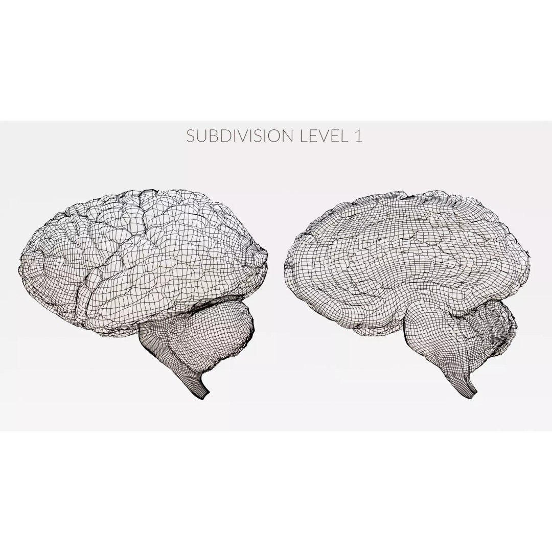 Realistic Human Brain 3D Model – Anatomical Full & Cross-Section Views, Blender - View 16