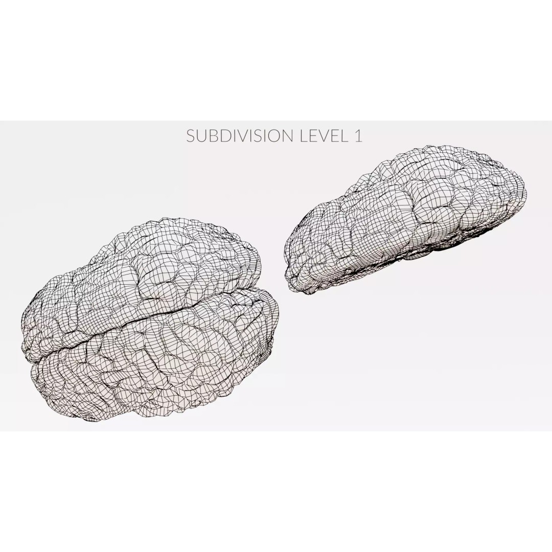 Realistic Human Brain 3D Model – Anatomical Full & Cross-Section Views, Blender - View 18