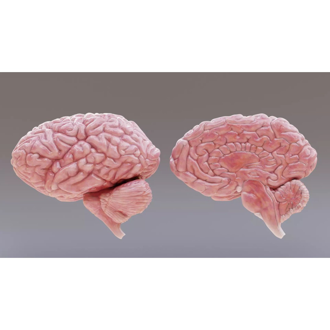 Realistic Human Brain 3D Model – Anatomical Full & Cross-Section Views, Blender - View 2