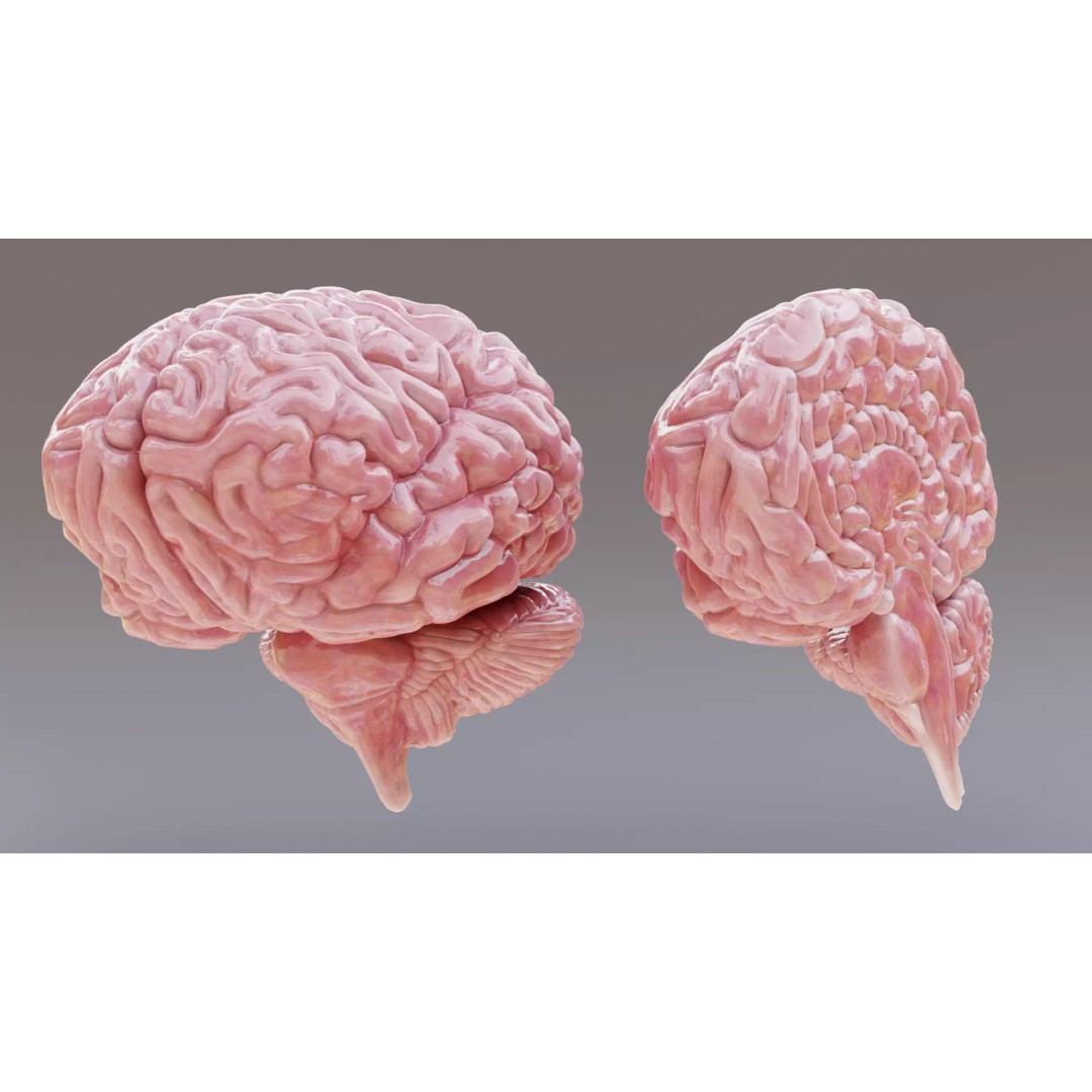 Realistic Human Brain 3D Model – Anatomical Full & Cross-Section Views, Blender - View 3