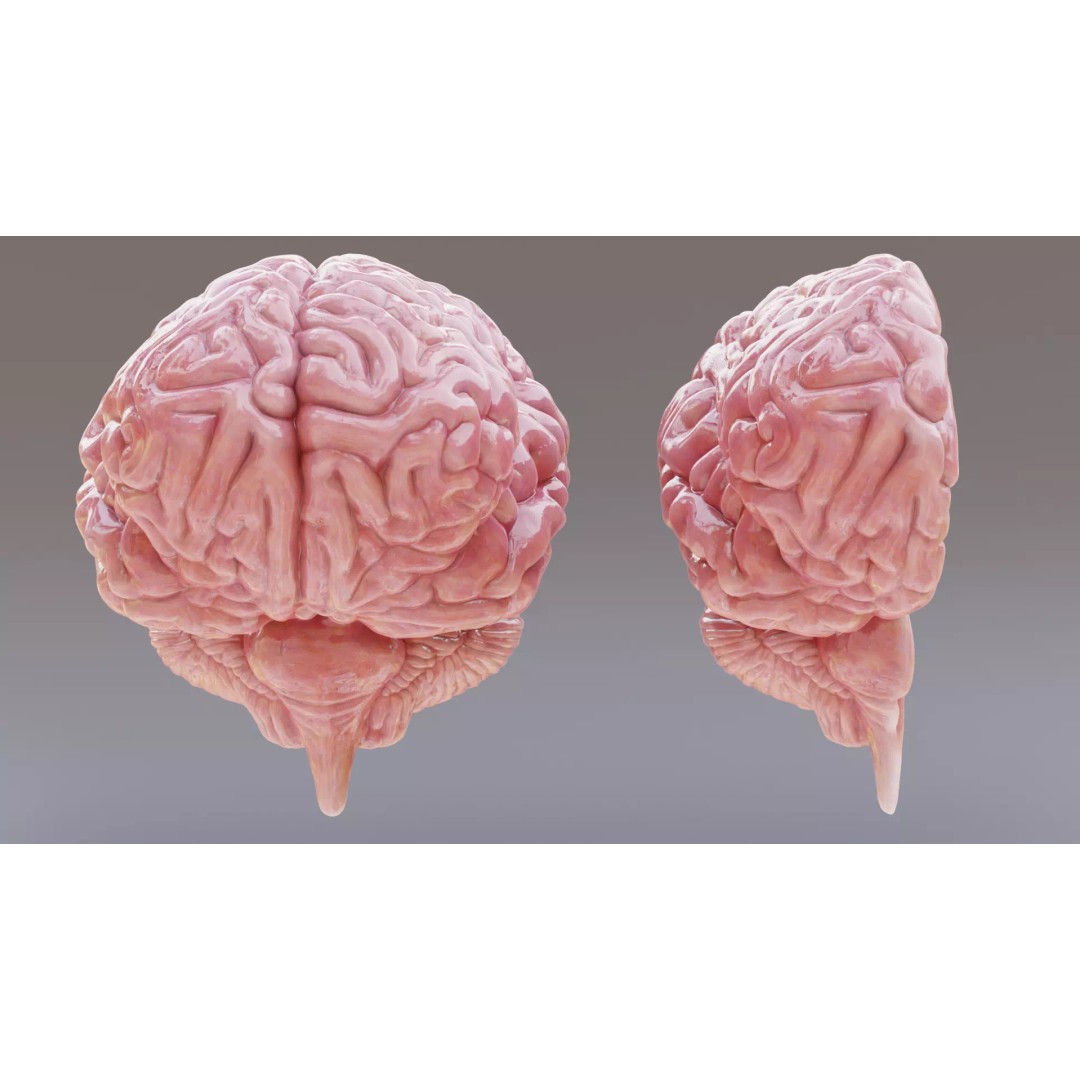 Realistic Human Brain 3D Model – Anatomical Full & Cross-Section Views, Blender - View 4