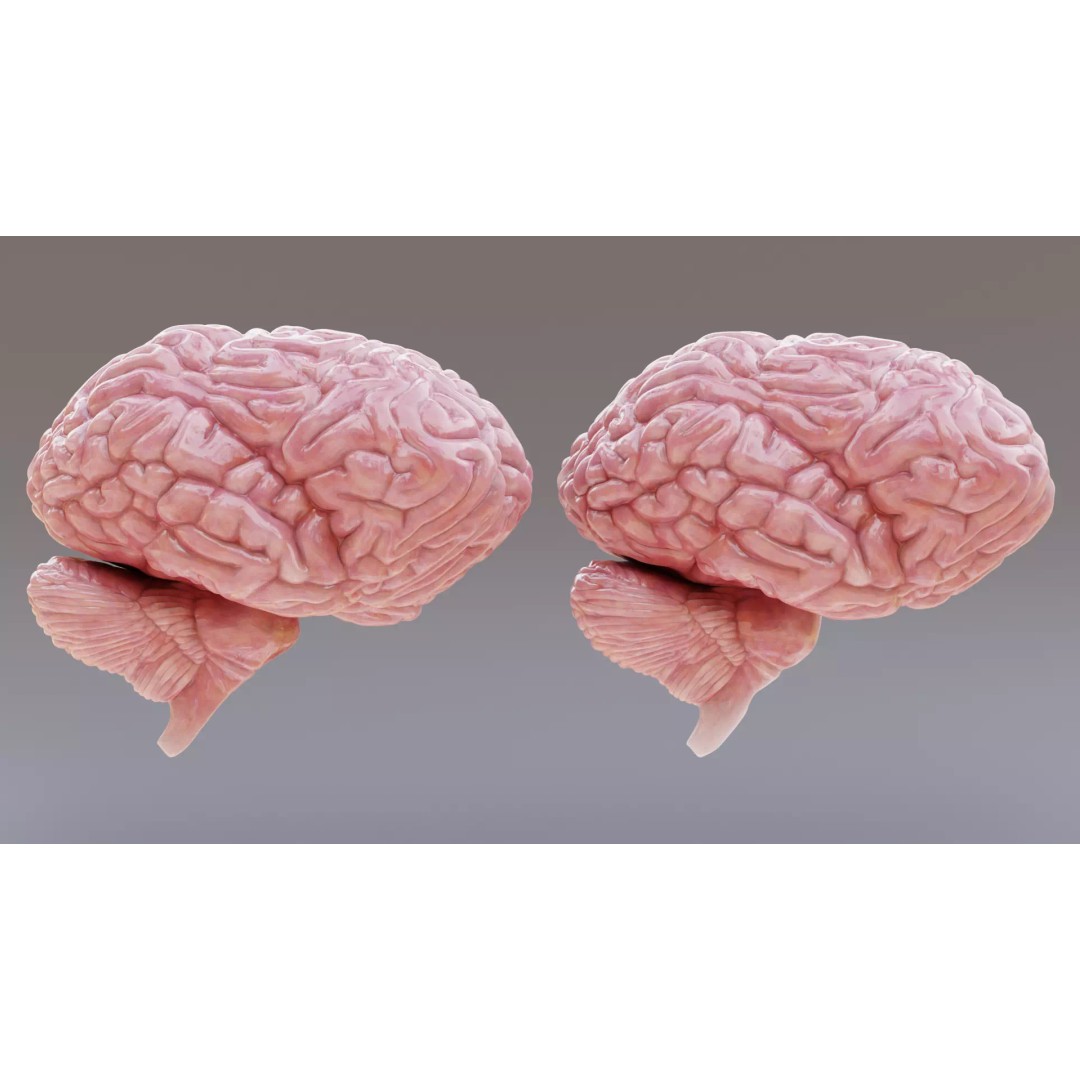 Realistic Human Brain 3D Model – Anatomical Full & Cross-Section Views, Blender - View 5