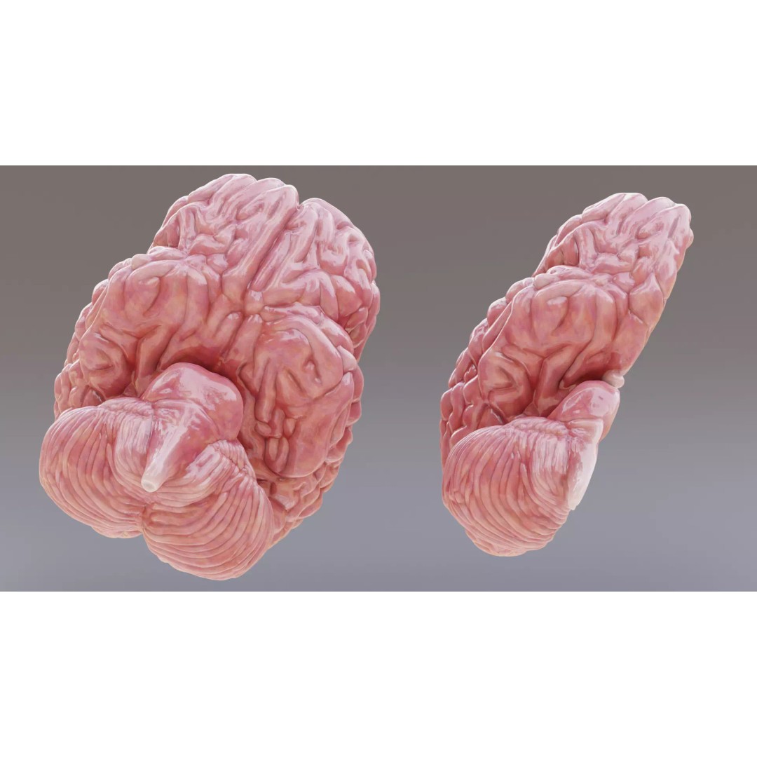 Realistic Human Brain 3D Model – Anatomical Full & Cross-Section Views, Blender - View 6
