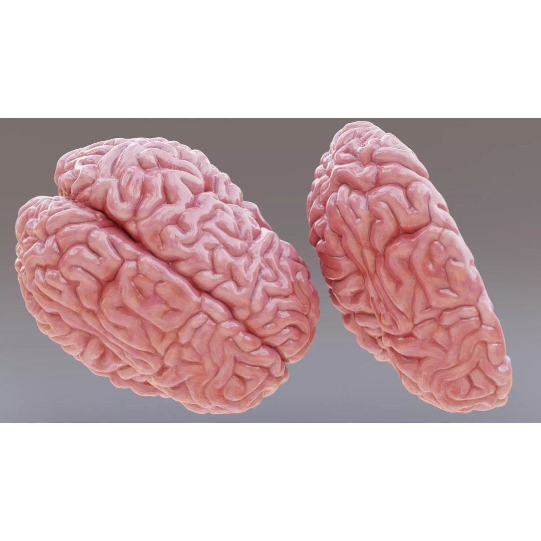 Realistic Human Brain 3D Model – Anatomical Full & Cross-Section Views, Blender - View 7