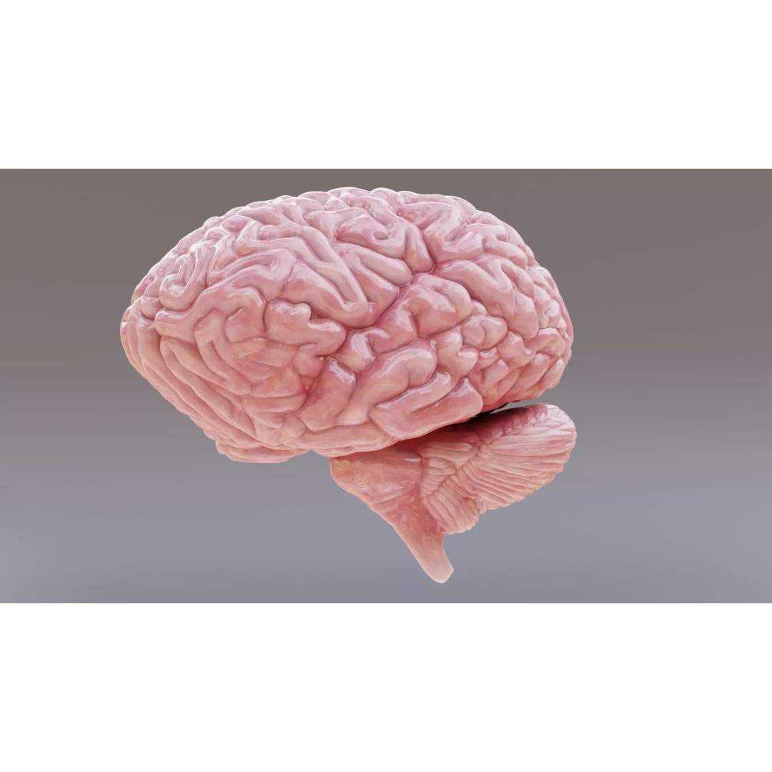 Realistic Human Brain 3D Model – Anatomical Full & Cross-Section Views, Blender - View 8