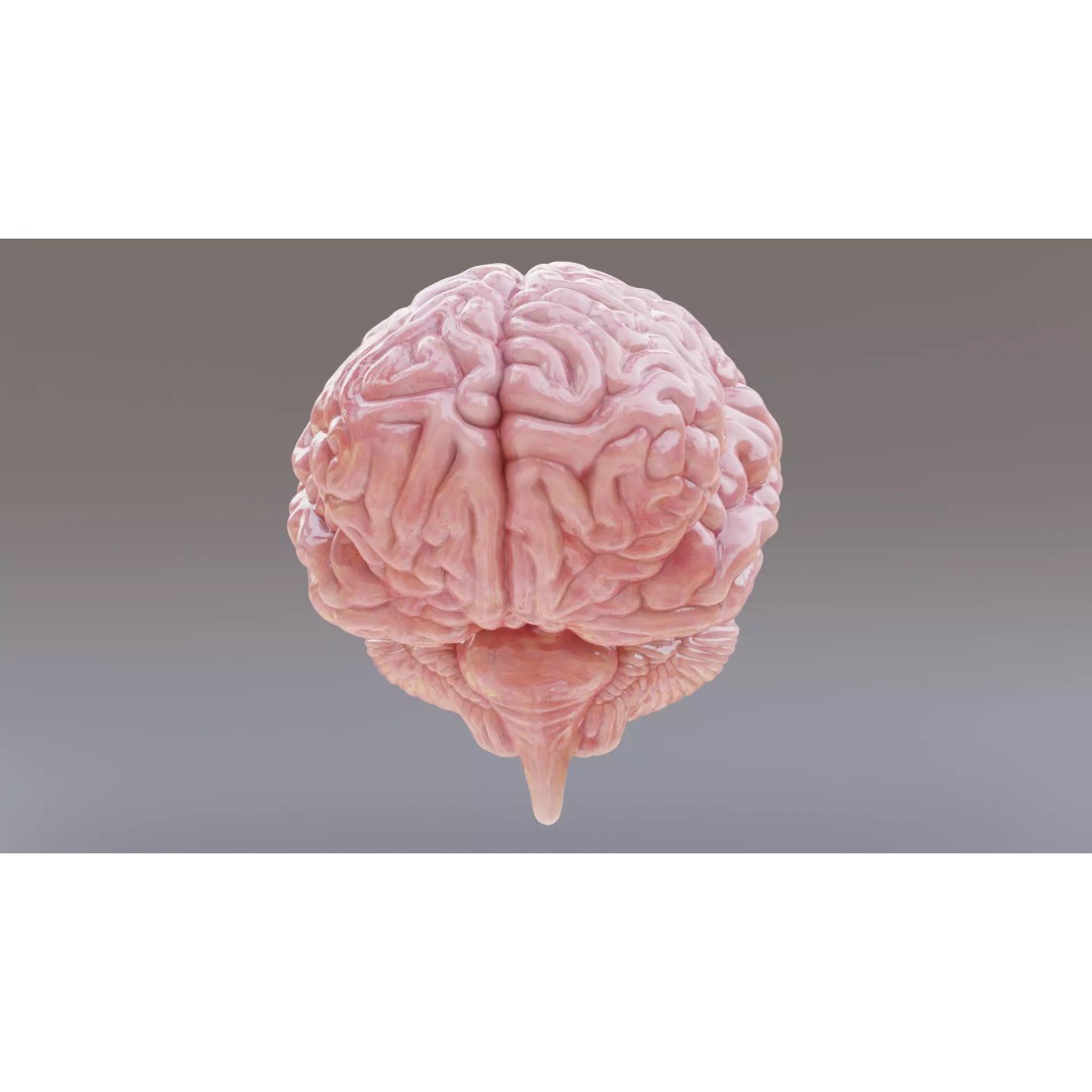 Realistic Human Brain 3D Model – Anatomical Full & Cross-Section Views, Blender - View 9