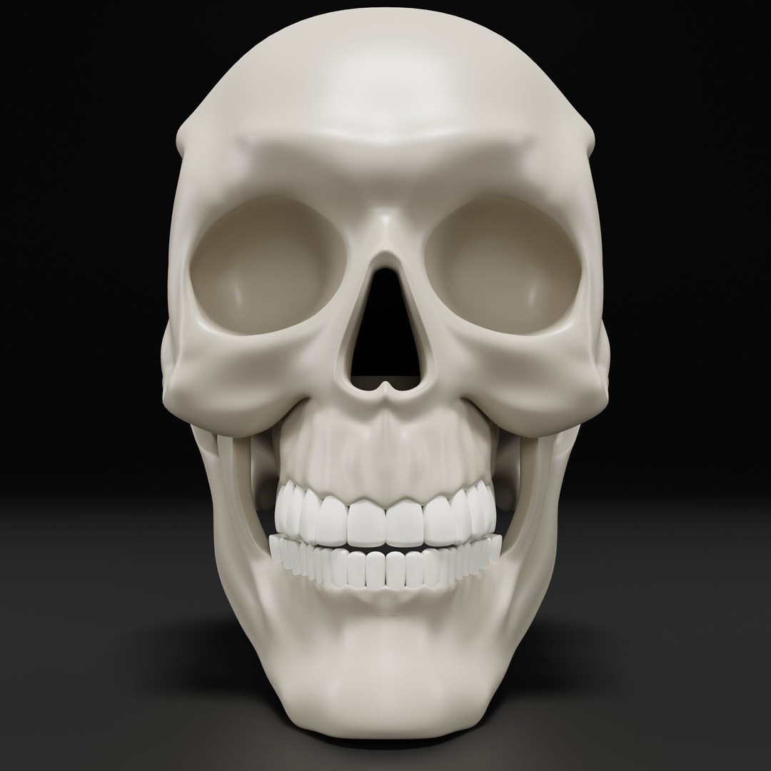 Human Skull 3D Model – Highly Detailed PBR Asset for Blender - View 10