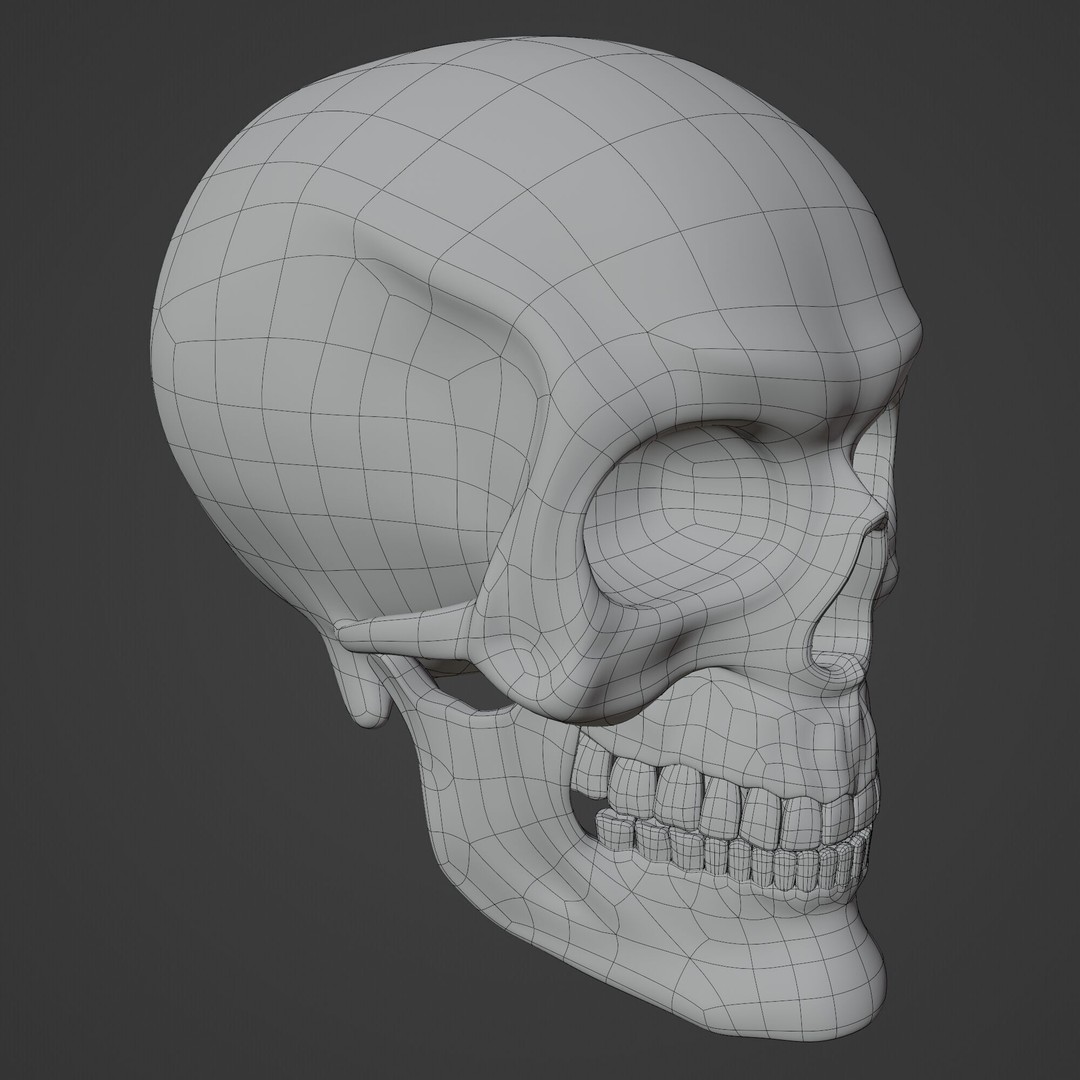 Human Skull 3D Model – Highly Detailed PBR Asset for Blender - View 11