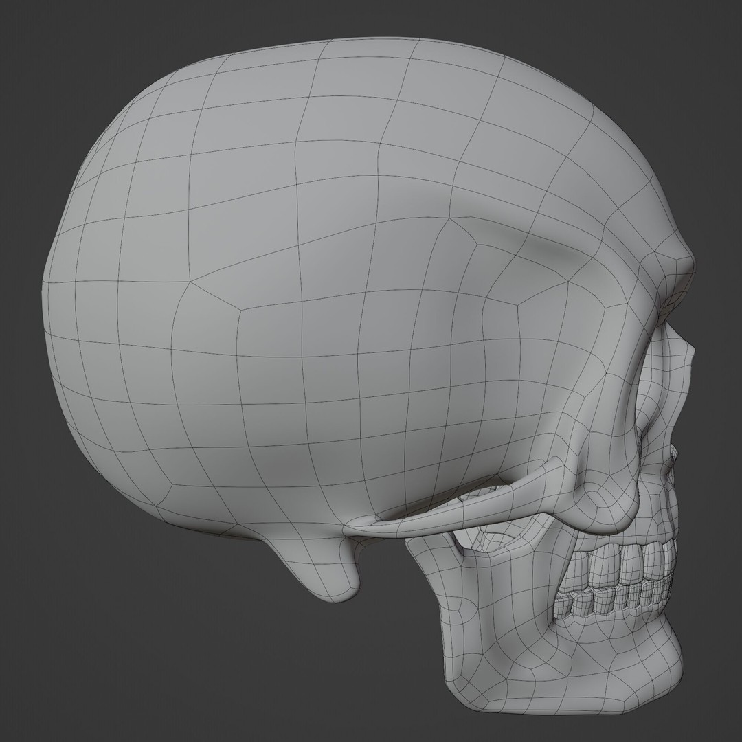 Human Skull 3D Model – Highly Detailed PBR Asset for Blender - View 12
