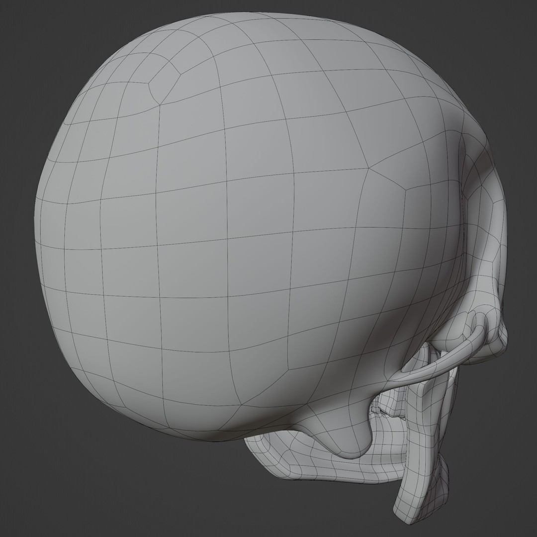 Human Skull 3D Model – Highly Detailed PBR Asset for Blender - View 13