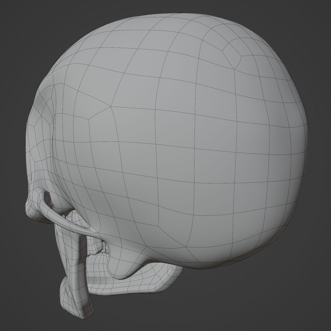 Human Skull 3D Model – Highly Detailed PBR Asset for Blender - View 15