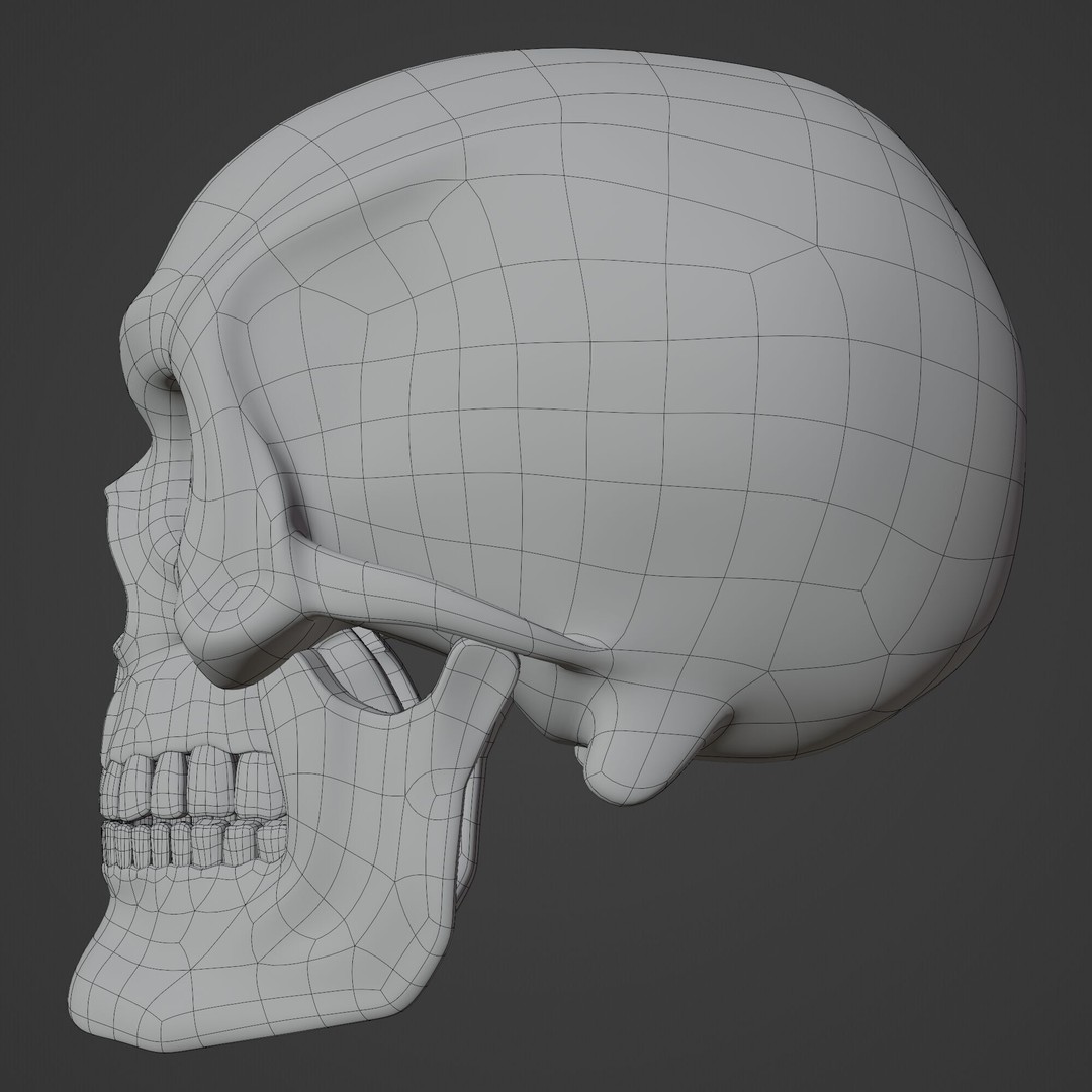 Human Skull 3D Model – Highly Detailed PBR Asset for Blender - View 16