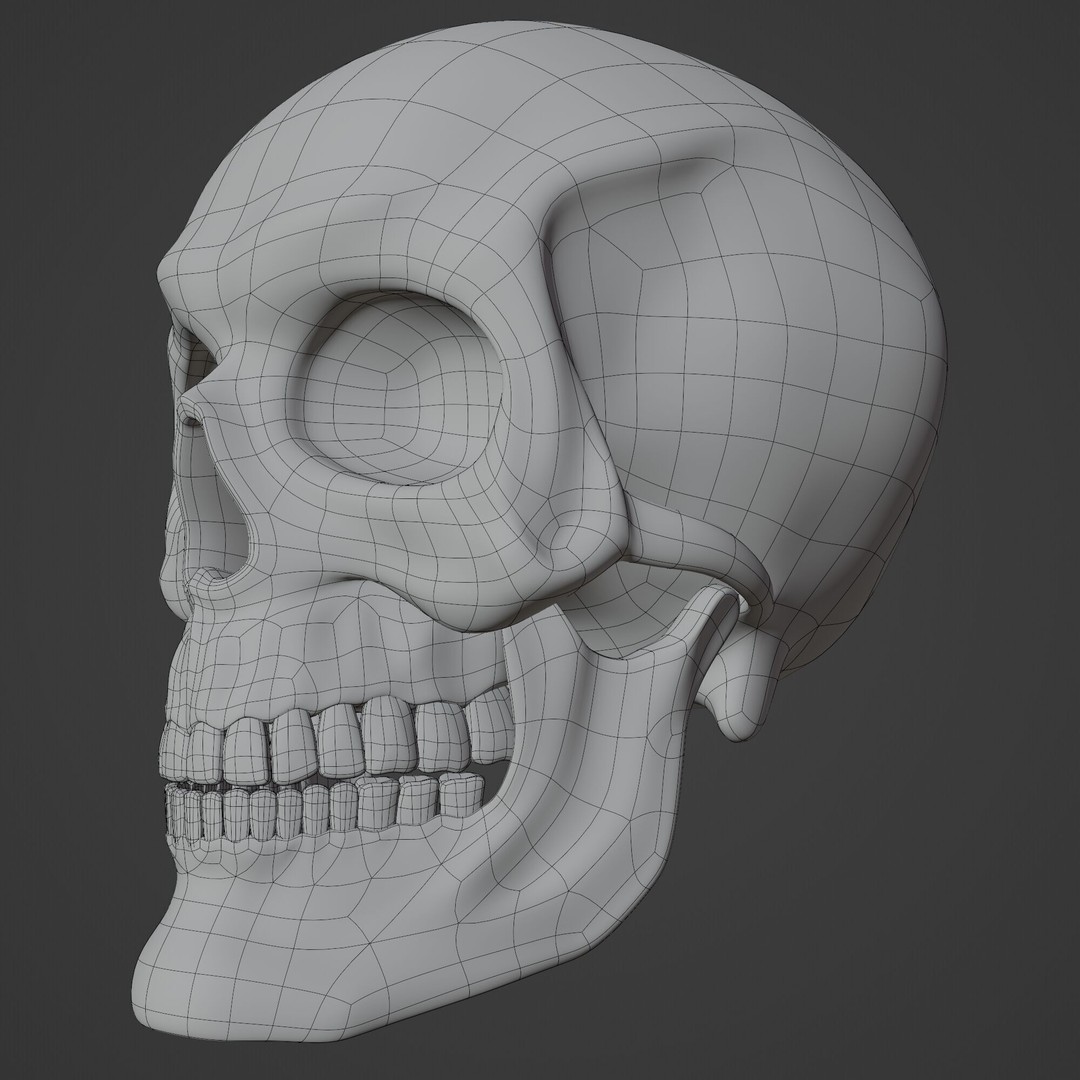 Human Skull 3D Model – Highly Detailed PBR Asset for Blender - View 17