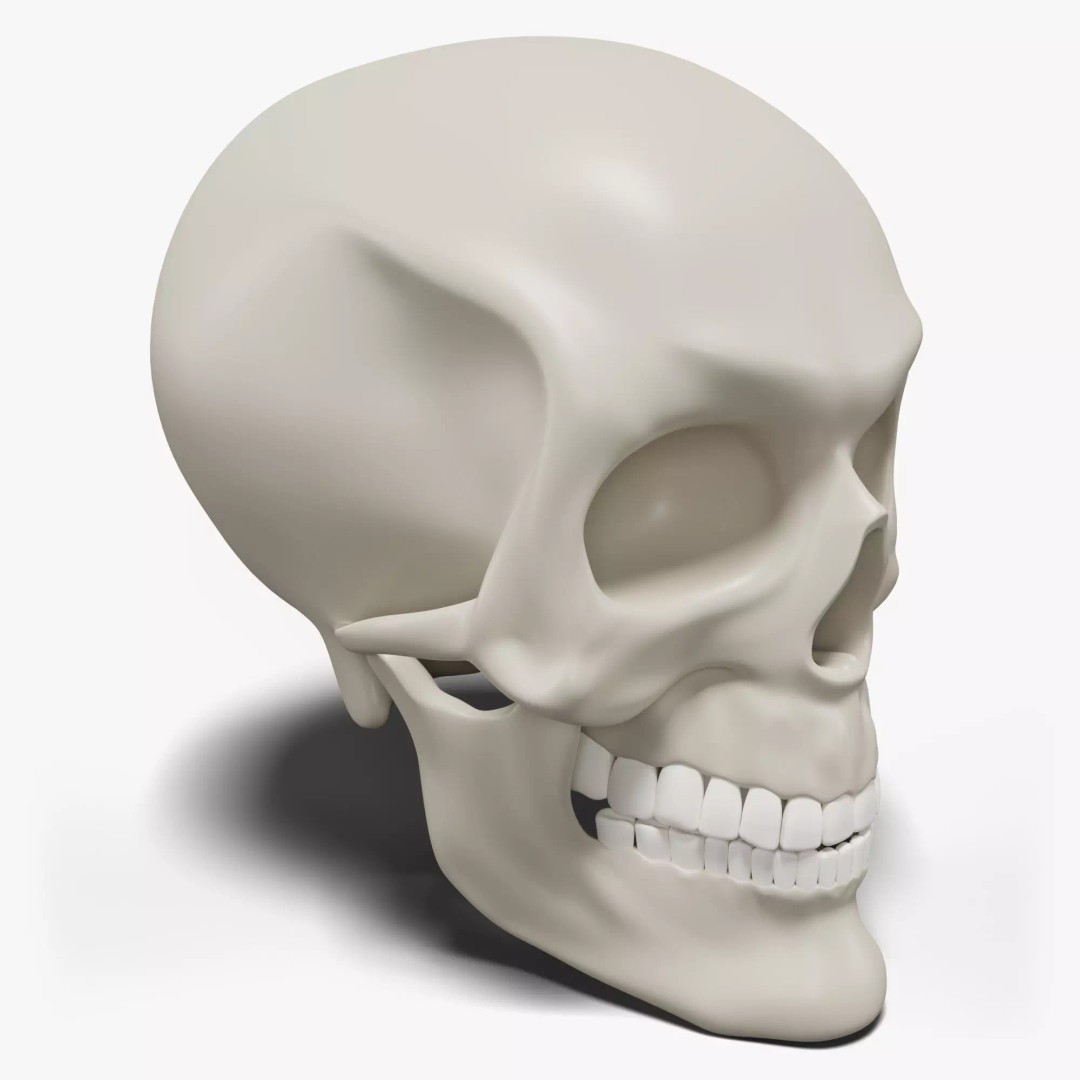 Human Skull 3D Model – Highly Detailed PBR Asset for Blender - View 2