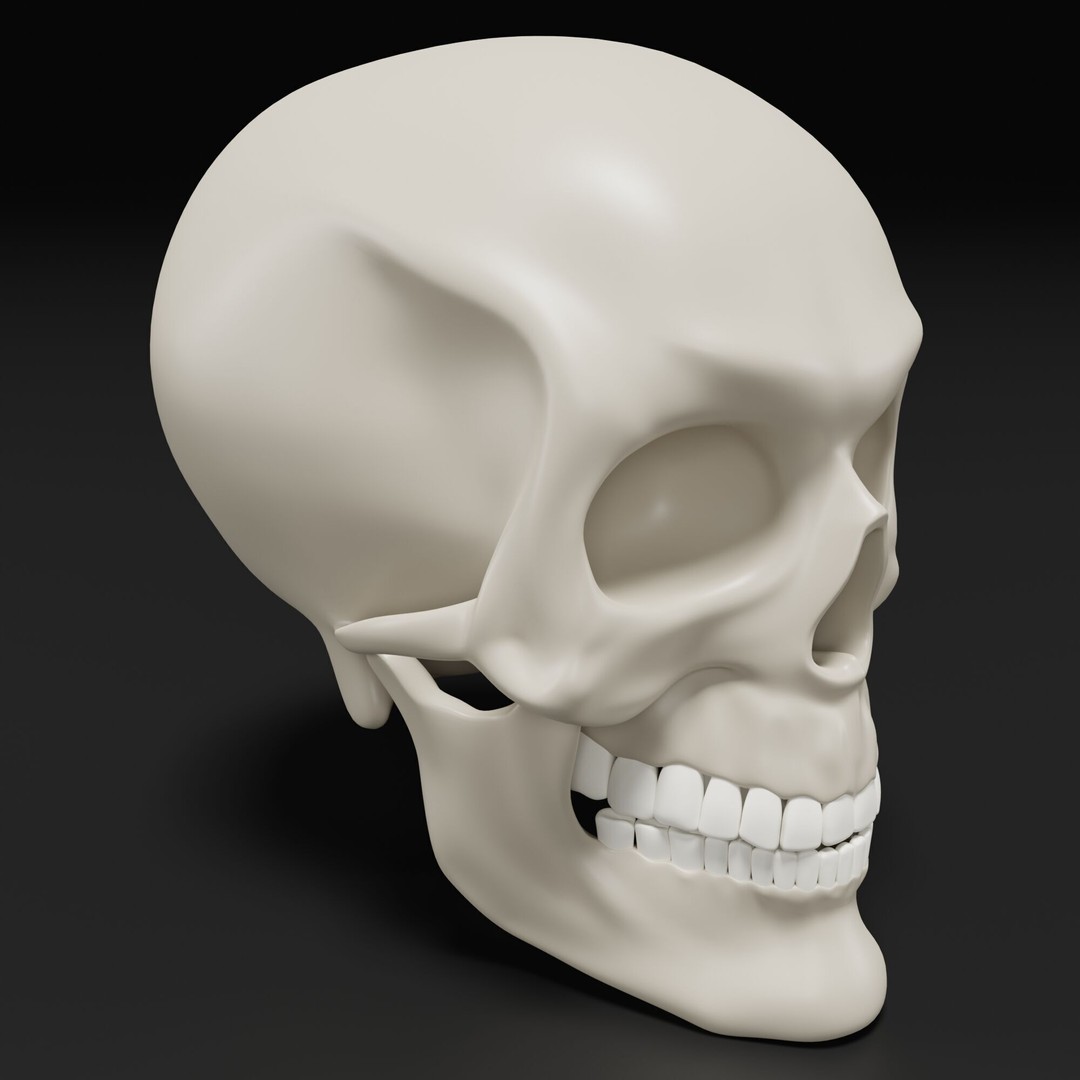 Human Skull 3D Model – Highly Detailed PBR Asset for Blender - View 3