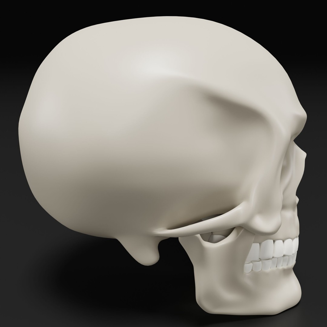 Human Skull 3D Model – Highly Detailed PBR Asset for Blender - View 4