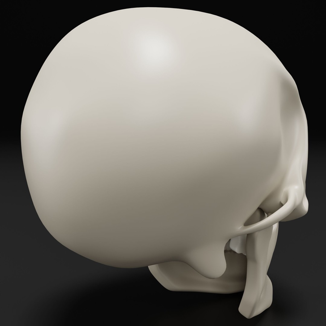 Human Skull 3D Model – Highly Detailed PBR Asset for Blender - View 5