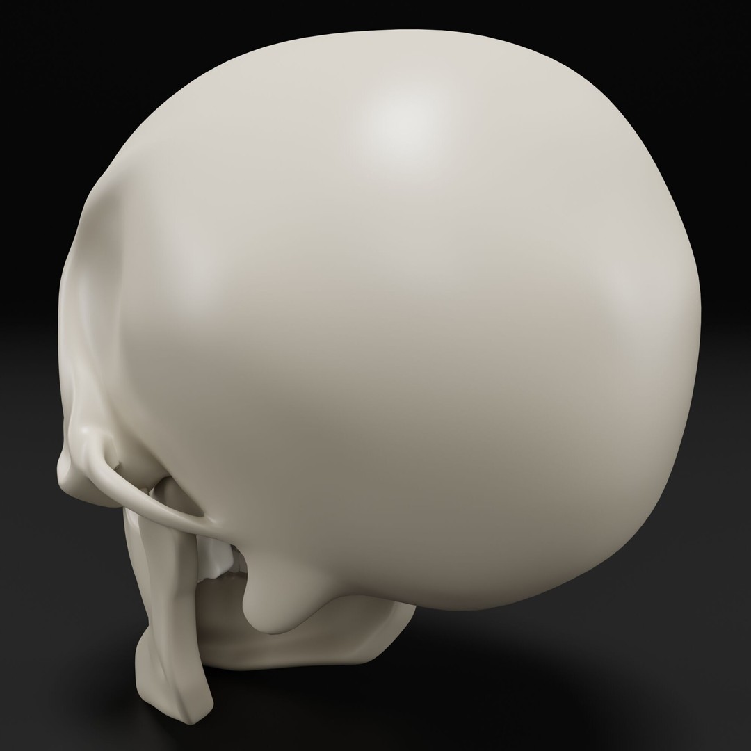 Human Skull 3D Model – Highly Detailed PBR Asset for Blender - View 7