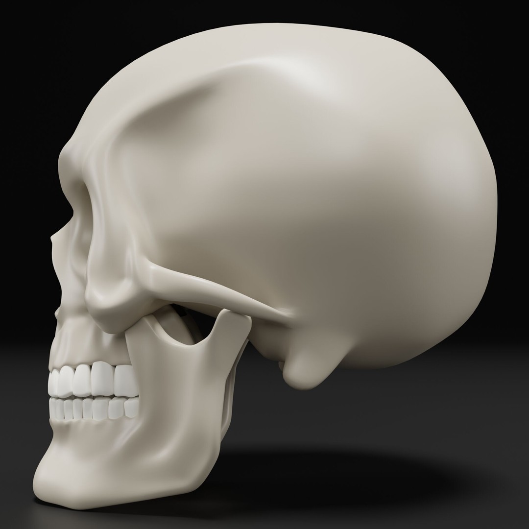 Human Skull 3D Model – Highly Detailed PBR Asset for Blender - View 8