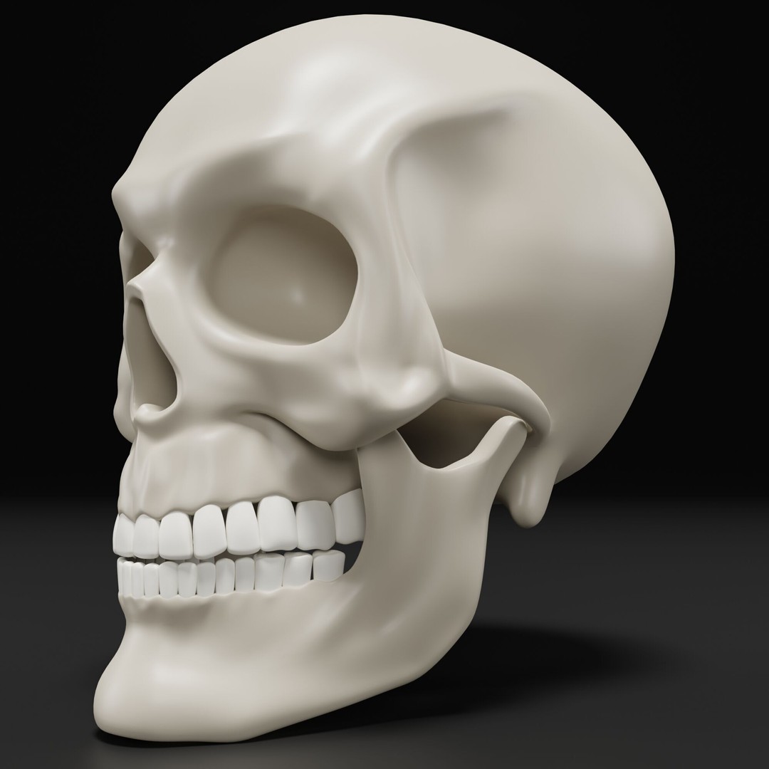 Human Skull 3D Model – Highly Detailed PBR Asset for Blender - View 9