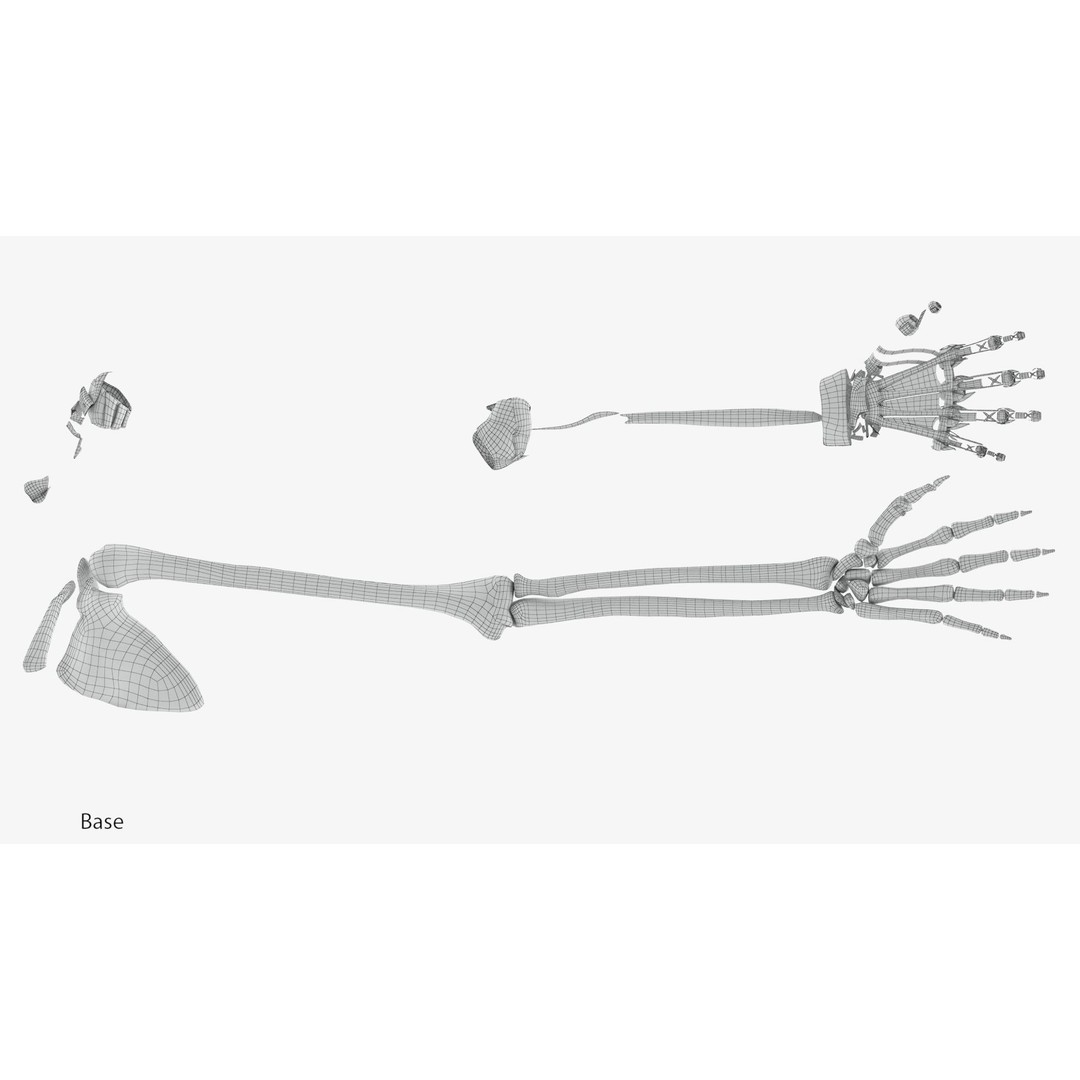 Upper Limb Skeleton 3D Model – High Poly Medical Asset, FBX, OBJ