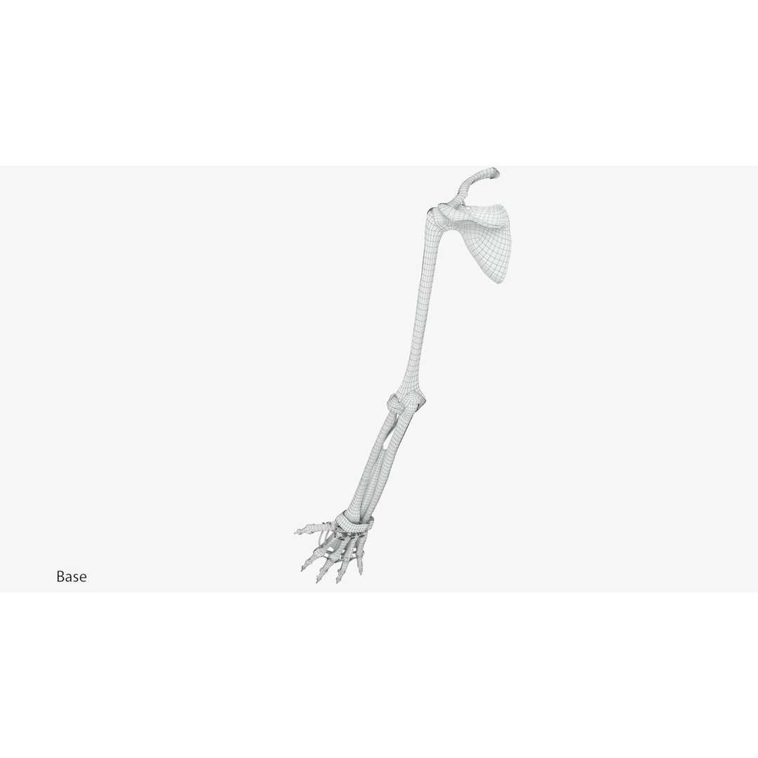 Upper Limb Skeleton 3D Model – High Poly Medical Asset, FBX, OBJ - View 10