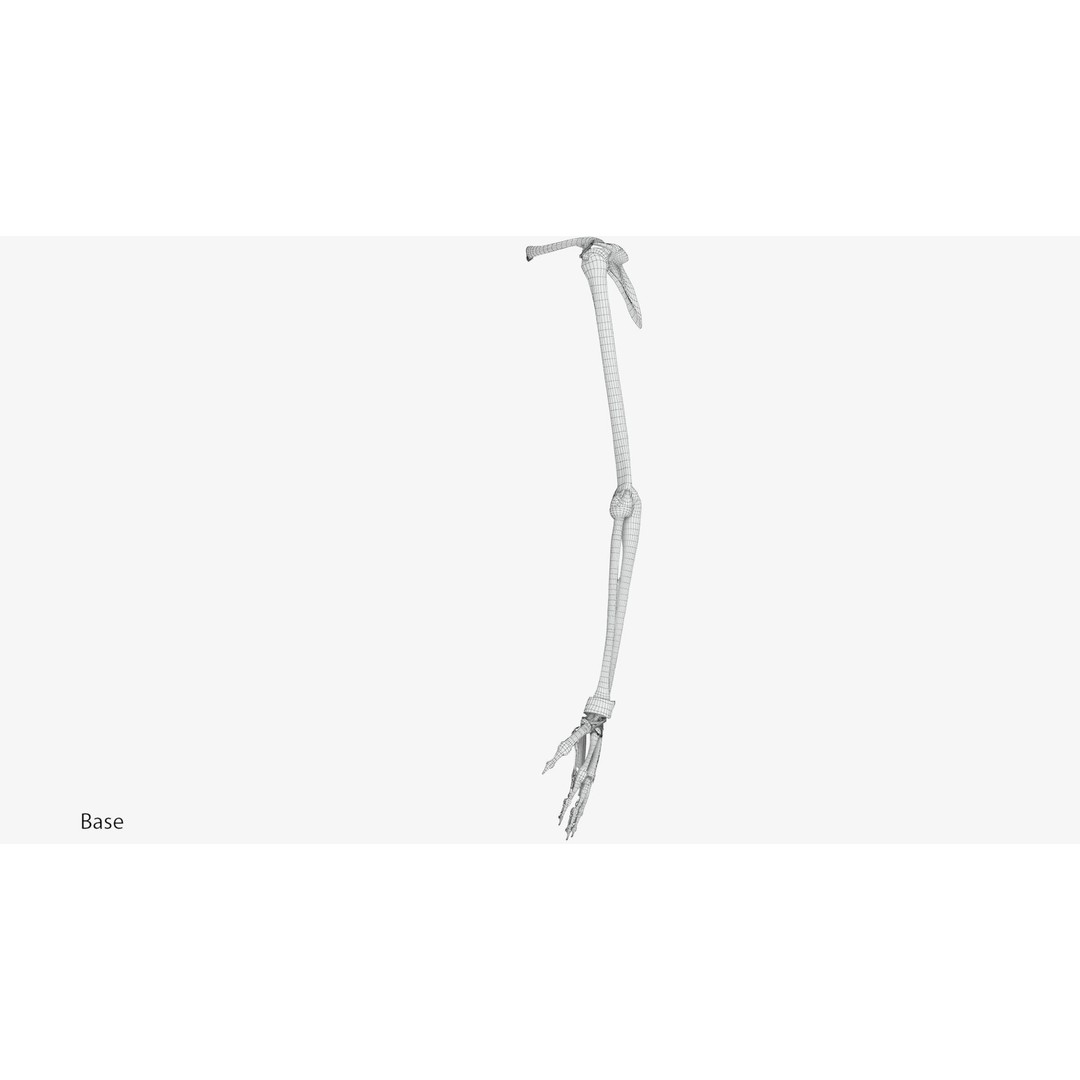 Upper Limb Skeleton 3D Model – High Poly Medical Asset, FBX, OBJ - View 11