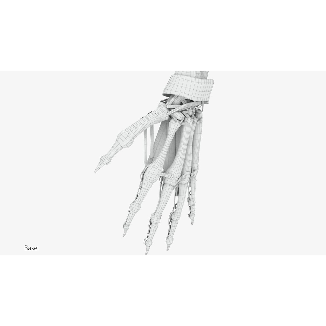 Upper Limb Skeleton 3D Model – High Poly Medical Asset, FBX, OBJ - View 12