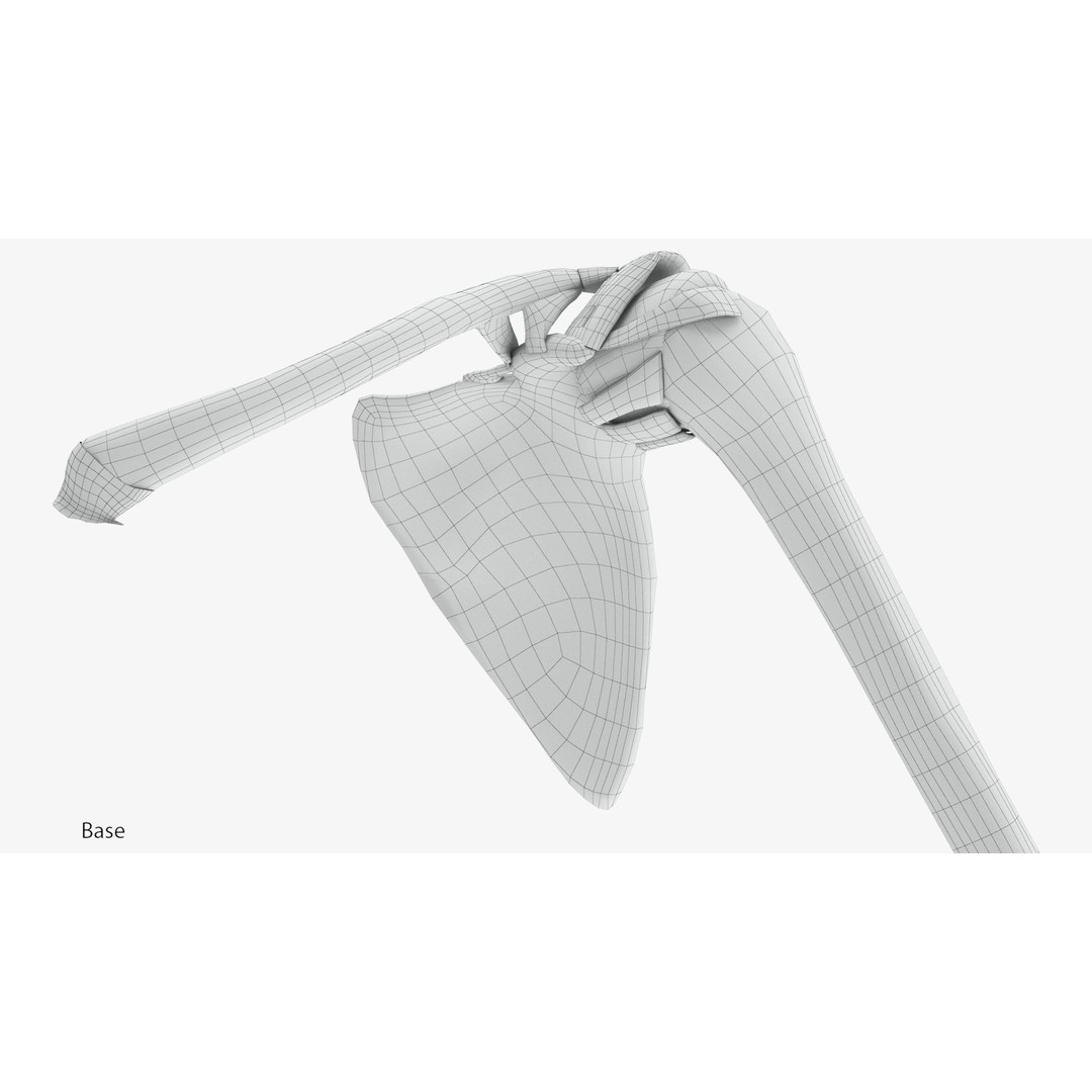Upper Limb Skeleton 3D Model – High Poly Medical Asset, FBX, OBJ - View 13