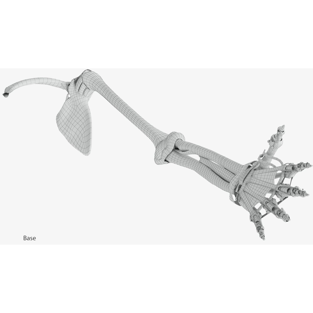 Upper Limb Skeleton 3D Model – High Poly Medical Asset, FBX, OBJ - View 14