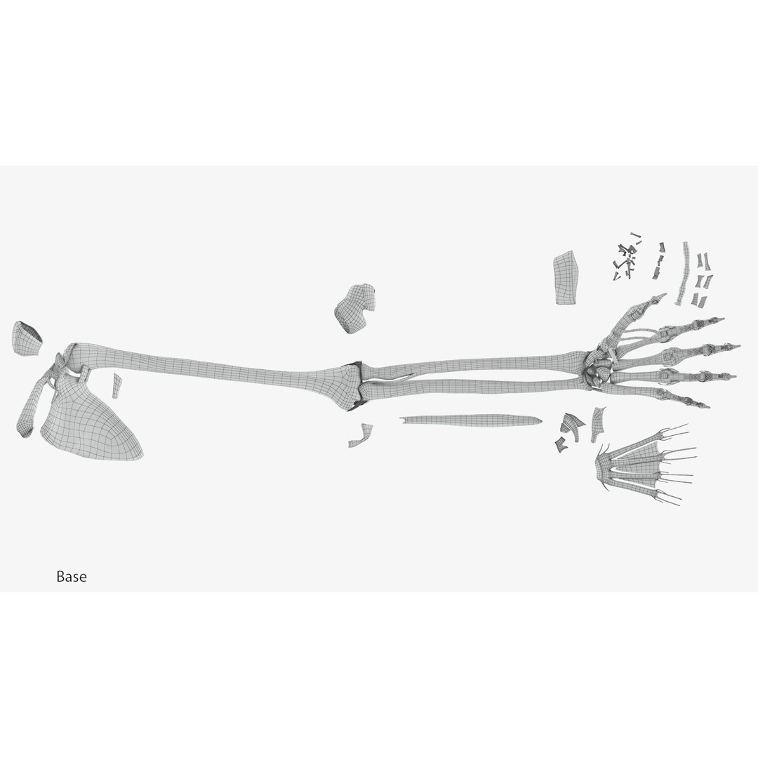 Upper Limb Skeleton 3D Model – High Poly Medical Asset, FBX, OBJ - View 15