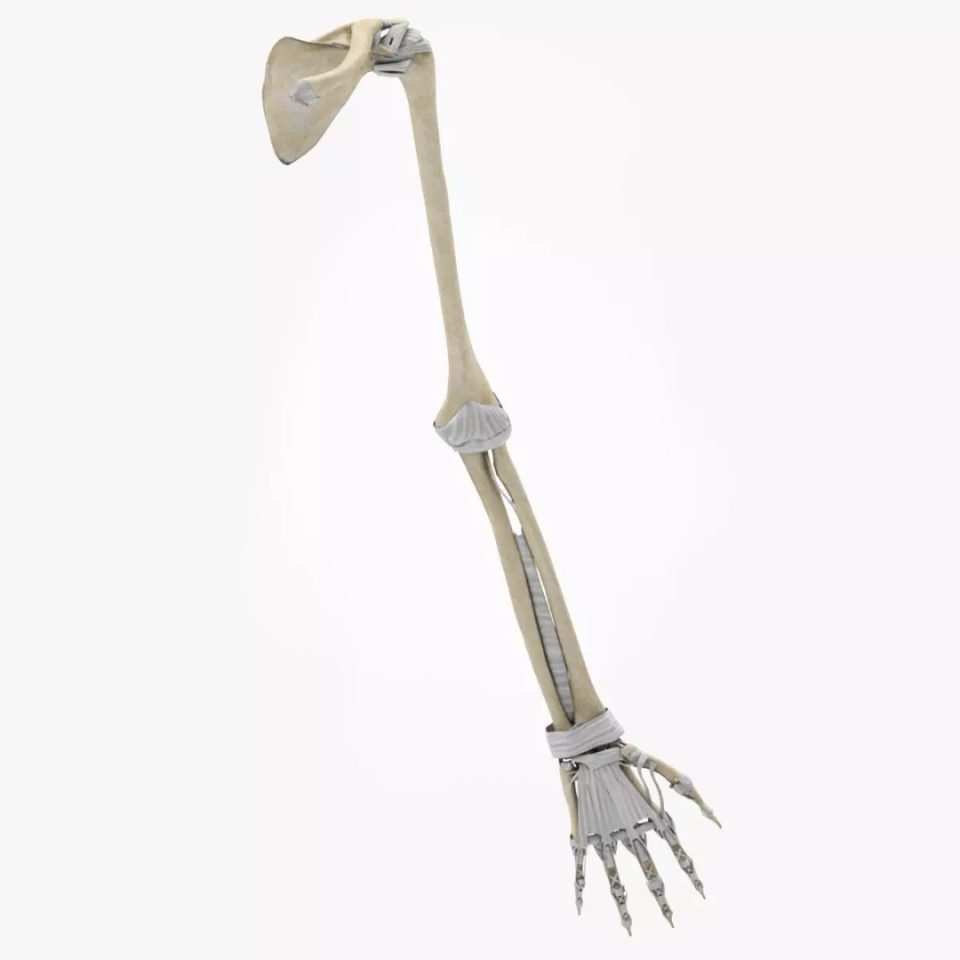 Upper Limb Skeleton 3D Model – High Poly Medical Asset, FBX, OBJ - View 2