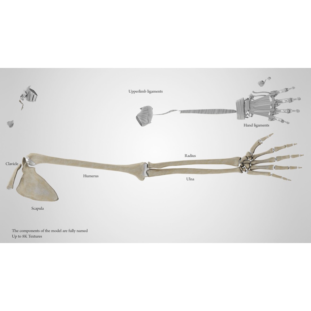 Upper Limb Skeleton 3D Model – High Poly Medical Asset, FBX, OBJ - View 3