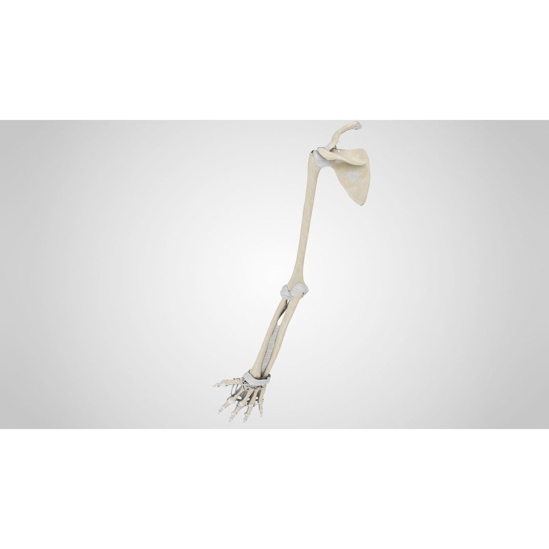 Upper Limb Skeleton 3D Model – High Poly Medical Asset, FBX, OBJ - View 4