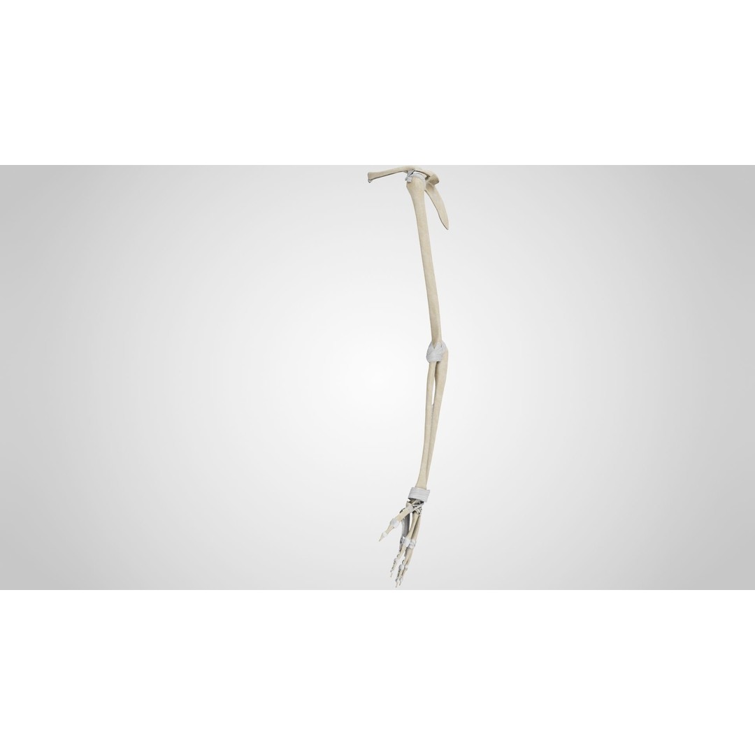 Upper Limb Skeleton 3D Model – High Poly Medical Asset, FBX, OBJ - View 5