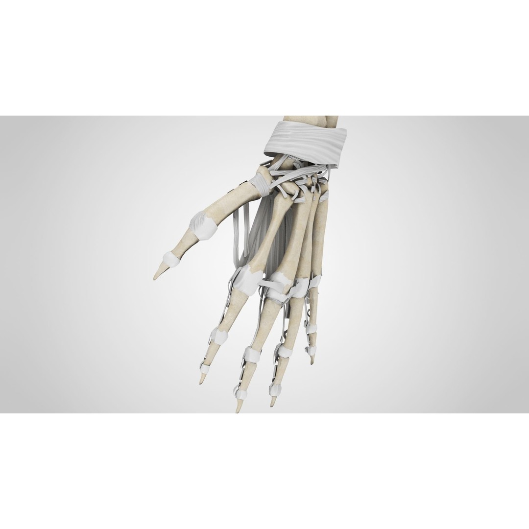 Upper Limb Skeleton 3D Model – High Poly Medical Asset, FBX, OBJ - View 6