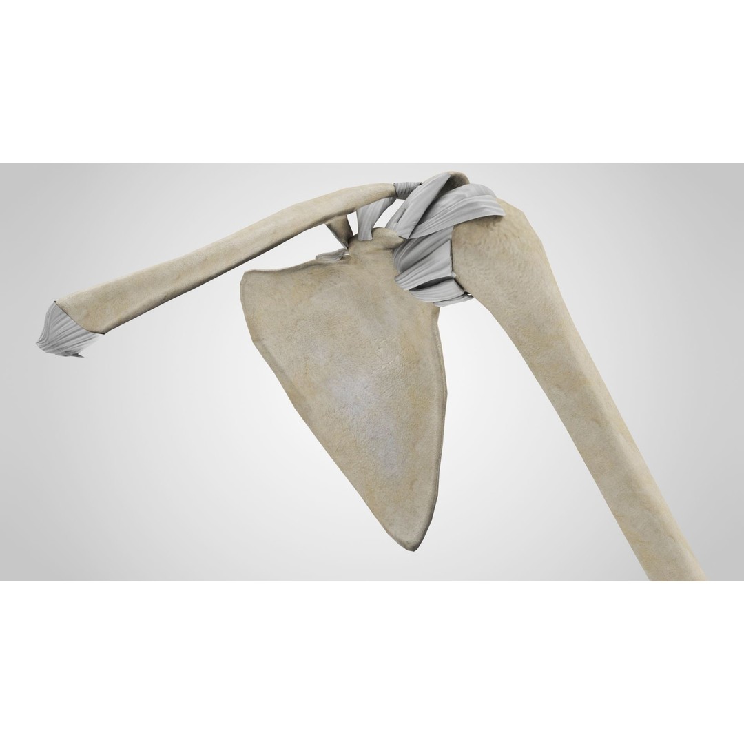 Upper Limb Skeleton 3D Model – High Poly Medical Asset, FBX, OBJ - View 7