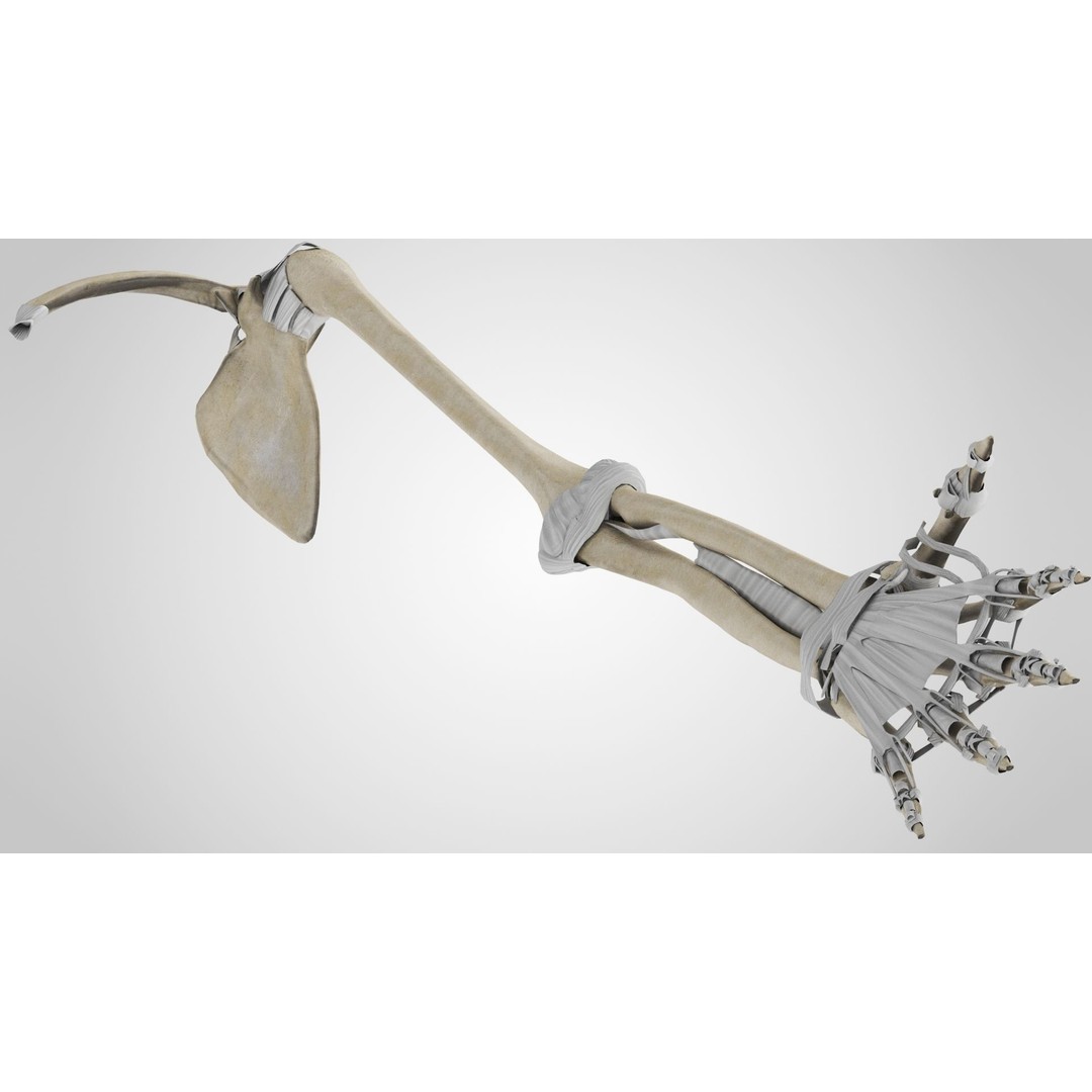 Upper Limb Skeleton 3D Model – High Poly Medical Asset, FBX, OBJ - View 8