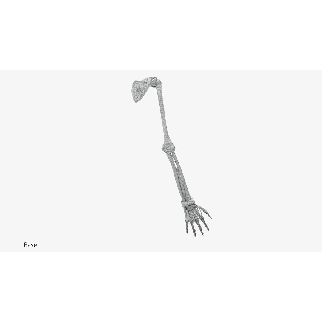 Upper Limb Skeleton 3D Model – High Poly Medical Asset, FBX, OBJ - View 9