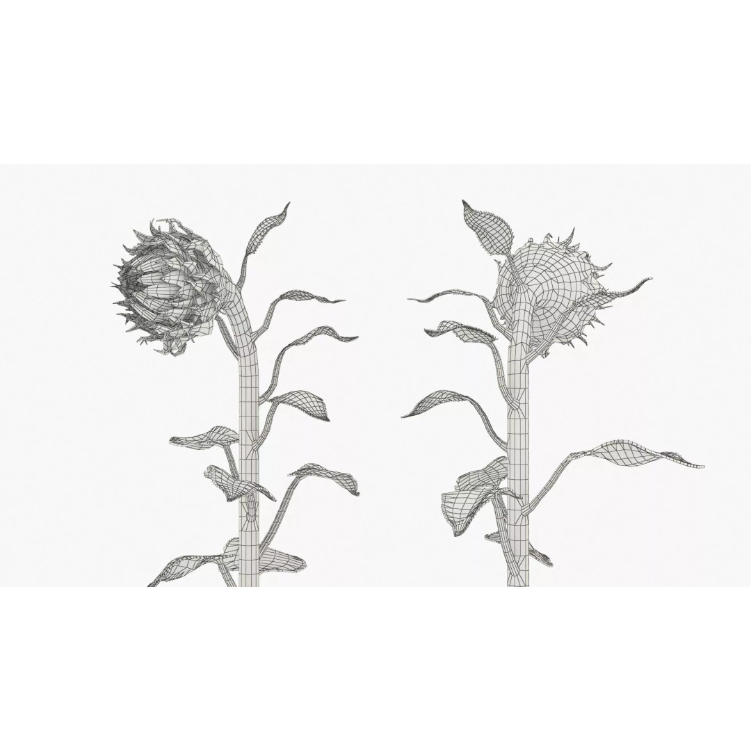 Curved Sunflower Bud Growing 3D Model – High Poly PBR Asset, FBX - View 11