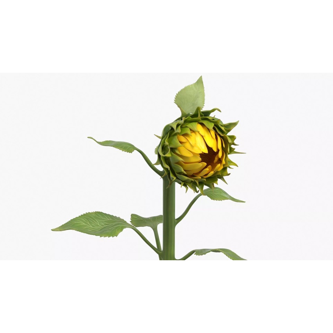 Curved Sunflower Bud Growing 3D Model – High Poly PBR Asset, FBX - View 2