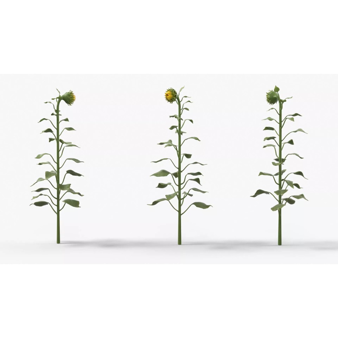 Curved Sunflower Bud Growing 3D Model – High Poly PBR Asset, FBX - View 3
