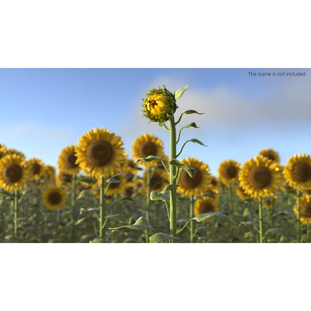 Curved Sunflower Bud Growing 3D Model – High Poly PBR Asset, FBX - View 4