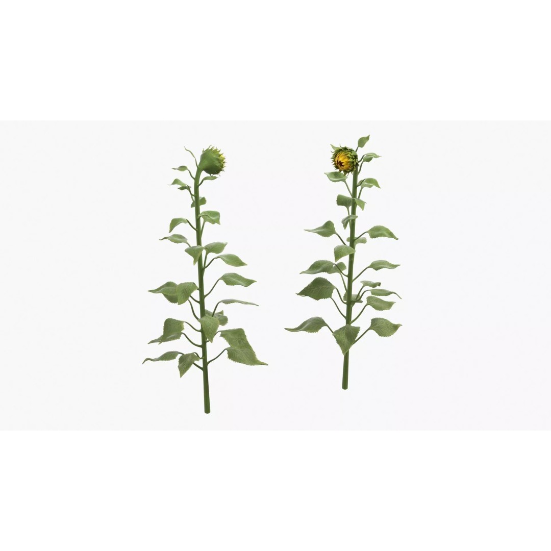 Curved Sunflower Bud Growing 3D Model – High Poly PBR Asset, FBX - View 5