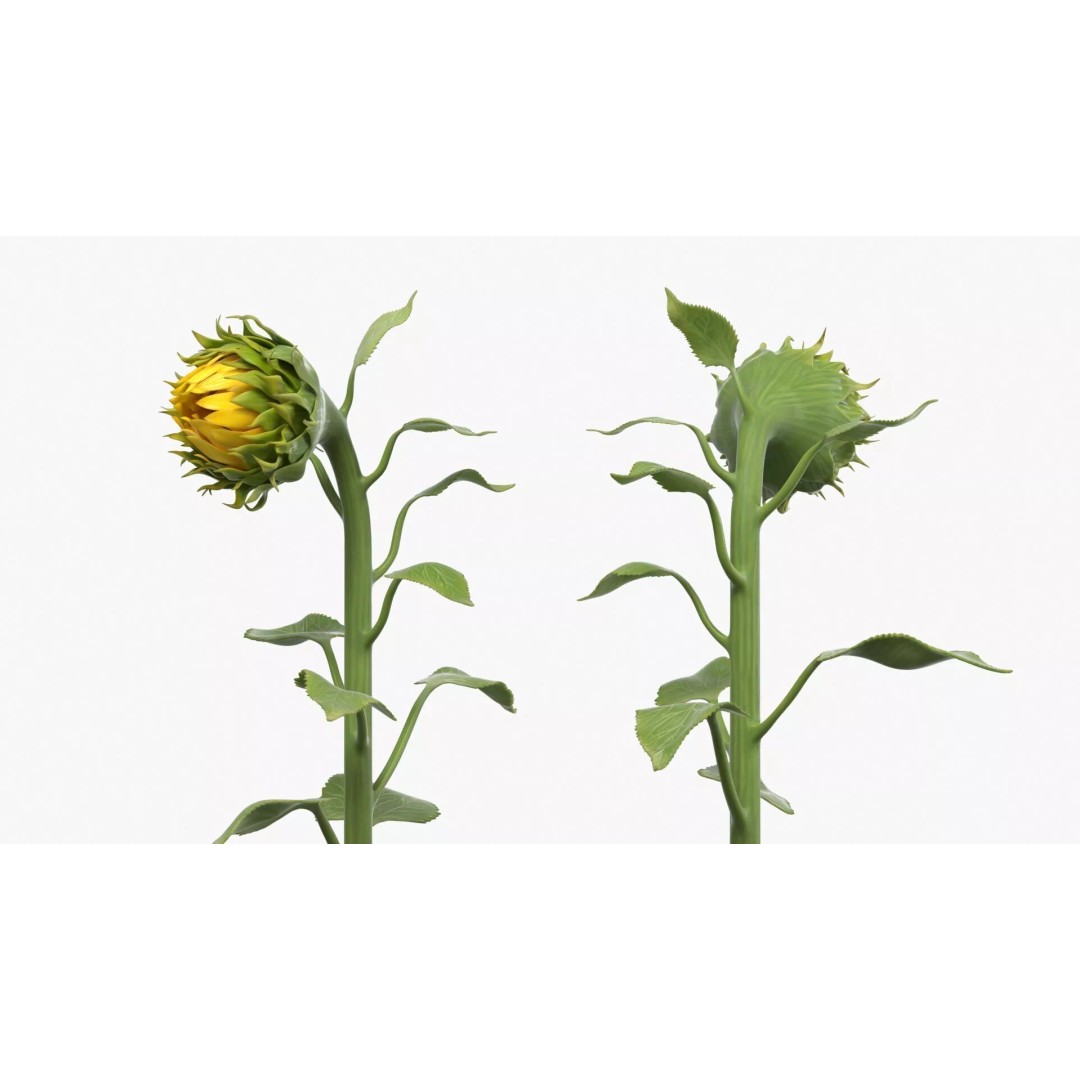 Curved Sunflower Bud Growing 3D Model – High Poly PBR Asset, FBX - View 6