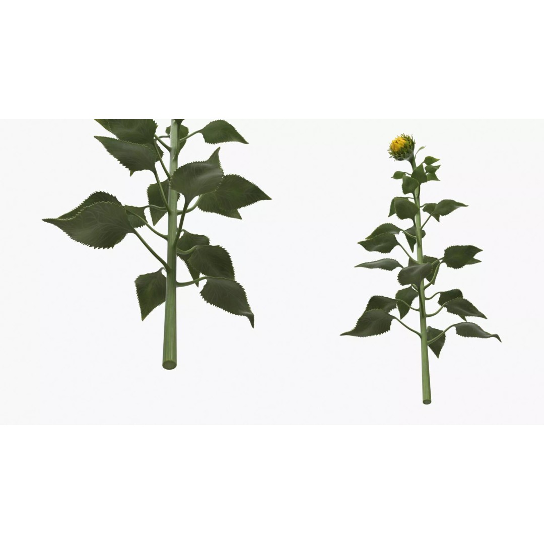 Curved Sunflower Bud Growing 3D Model – High Poly PBR Asset, FBX - View 7