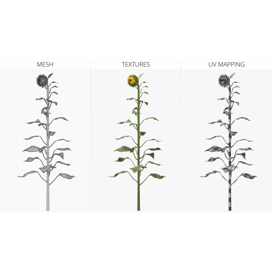 Curved Sunflower Bud Growing 3D Model – High Poly PBR Asset, FBX - View 8