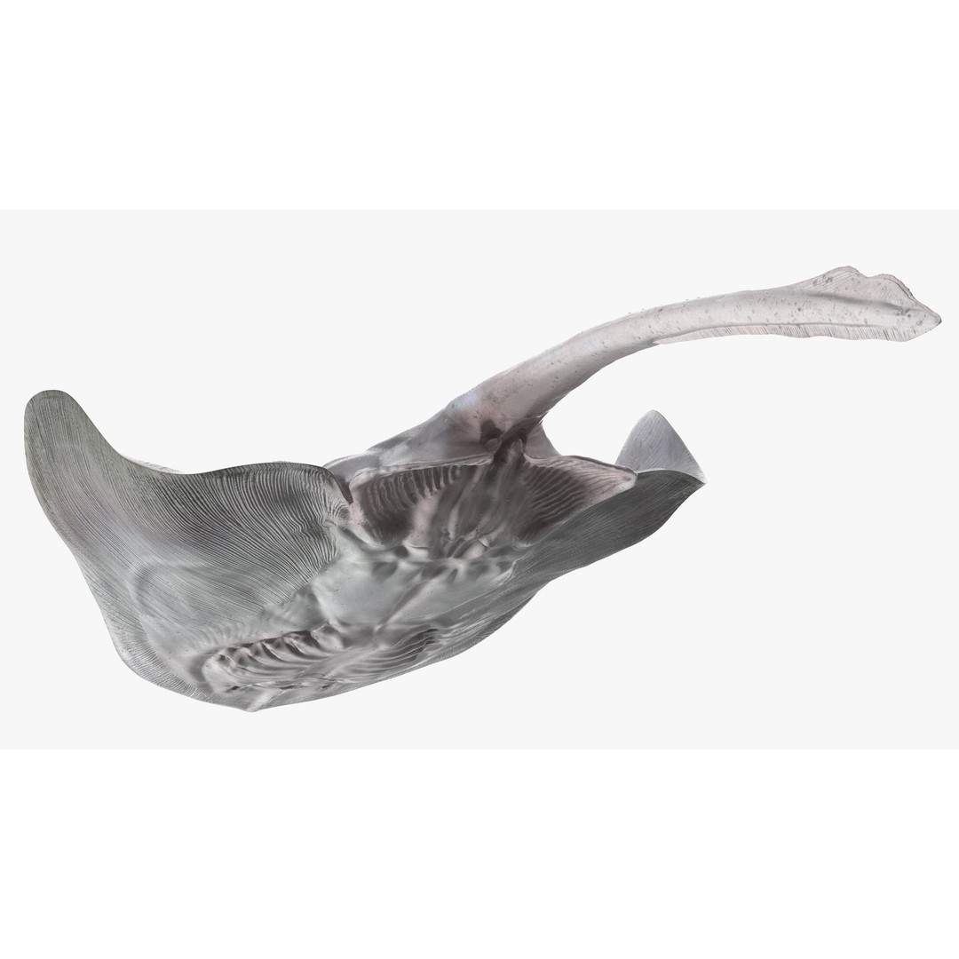 White Stingray 3D Model – Realistic PBR Asset for Marine Projects - View 10